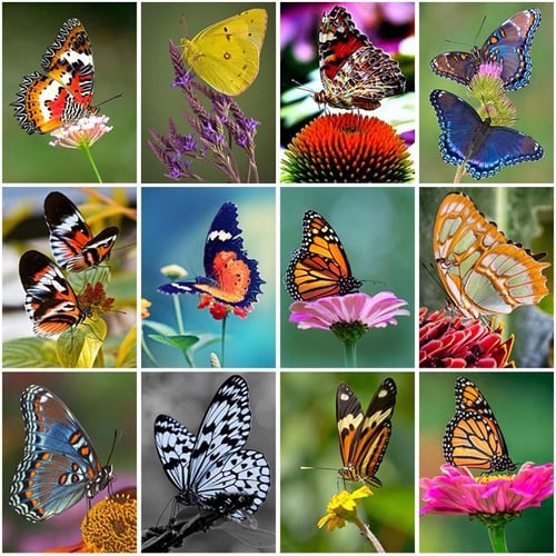 Color Butterfly Waterfall Landscape 5D DIY Diamond Painting Kit