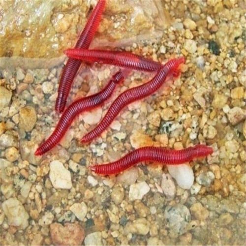 Plastic 50 pcs/lot 4cm Smell Red Worm Lures Soft Bait Worms