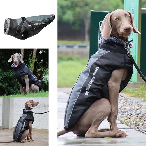 Clothes for my doberman clearance