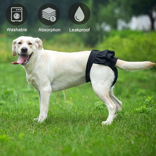 Large dog pants clearance