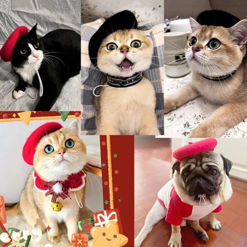 Cat fashion accessories top