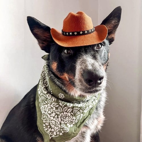 Small dog cowboy hat hot sale