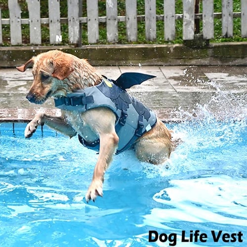 Pug swimming costume clearance
