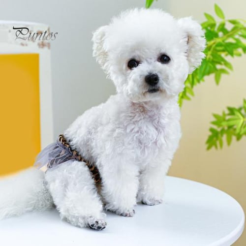 Hygiene pants for female dogs top