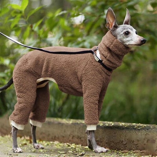 Whippet in turtleneck cheap