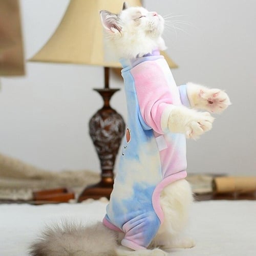 Cute online kitten outfits