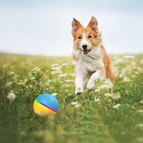 Remote control tennis ball for dogs sale