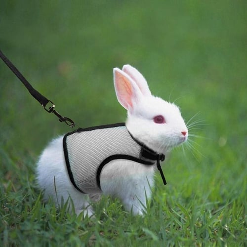 Chinchilla leash hotsell and harness